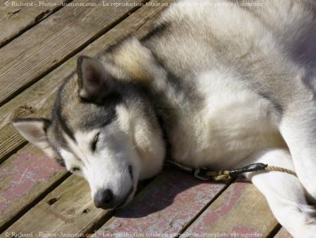 c ma chienne
